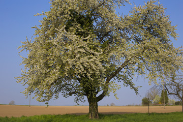 Kirschbaum in voller Blüte am Feldrand mit blauem Himmel