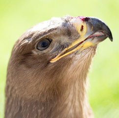 Portrait of an eagle in a park