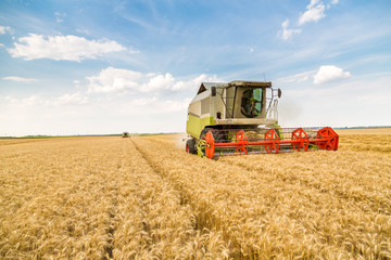 Fototapeta na wymiar Combine harvester in action on wheat field