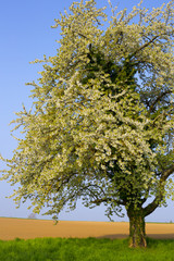 Kirschbaum in voller Blüte am Feldrand mit blauem Himmel