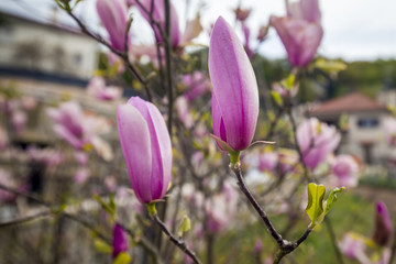 Spring flower, twig purple lilac, magnolia