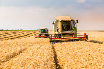 Fototapeta na wymiar Combine harvester in action on wheat field. Harvesting is the process of gathering a ripe crop from the fields.