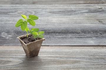 Naklejka premium Seedlings in a peat pot