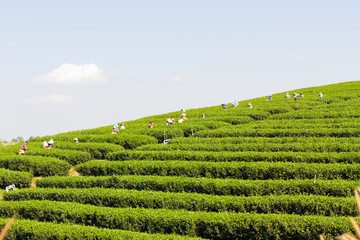 wide shot worker picking the organic green tea farm