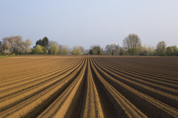 Karottenfeld vorbereitet Ackerfurchen