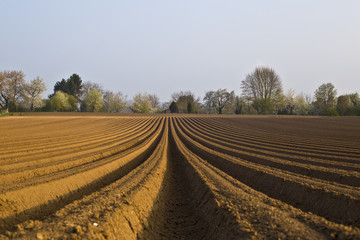 Karottenfeld vorbereitet Ackerfurchen