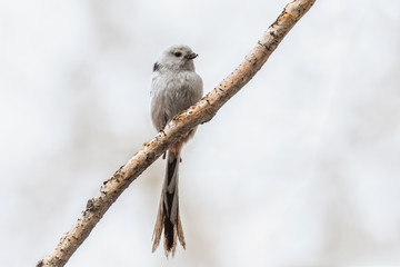 Fototapeta premium Long-tailed Tit
