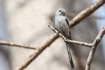 Long-tailed Tit