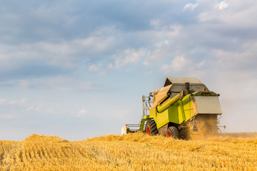 Obraz premium Combine harvester in action on wheat field. Harvesting is the process of gathering a ripe crop from the fields.