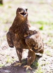 Portrait of an eagle in a park