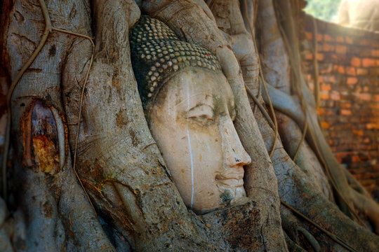 Famous Image Buddha Head with Banyan Tree Root at Wat Mahathat Temple in Ayuthaya Historical Park, a UNESCO world heritage site, Thailand