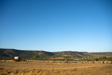 Obraz premium Gregge di pecore, Sardegna