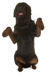 rottweiler standing up
