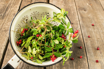 Sprigs of ripe berries cranberries in a metal pot