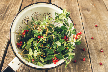 Sprigs of ripe berries cranberries in a metal pot