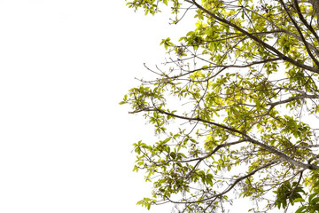 fresh green leaves and tree frame on white background.
