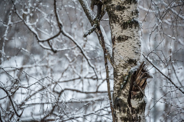 Trunk of birch and pattern of branches covered with snow at snowy spring in Moscow