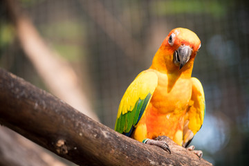 Colorful parrot, macaws sitting on log in safari world, Bangkok Thailand