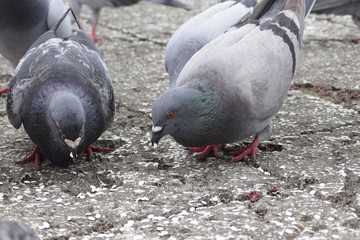 エサを食べるハト