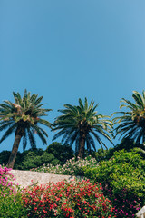 Fototapeta na wymiar Palm tree. Date tree in Montenegro. Palm forest