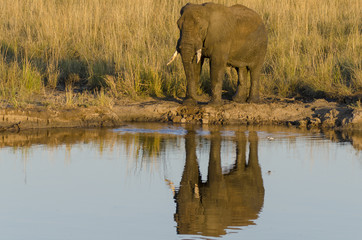African bush elephant (Loxodonta africana) on the banks for the Chobe River. Botswana