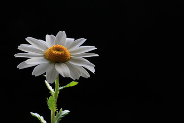 Japanese north pole flower on black