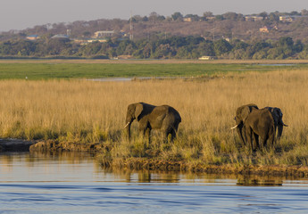 Obraz premium African bush elephant (Loxodonta africana) on the banks for the Chobe River with Kasane in the background. Chobe National Park. Botswana