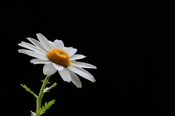 Obraz premium Japanese north pole flower on black #2