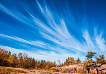  Flock of birds flying