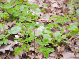 White flower
