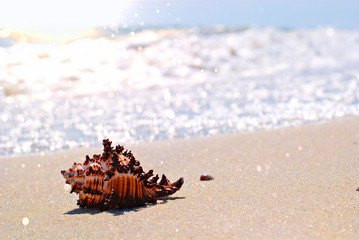Seashell in wet sand on the background of beach and sea. Travel vacation concept