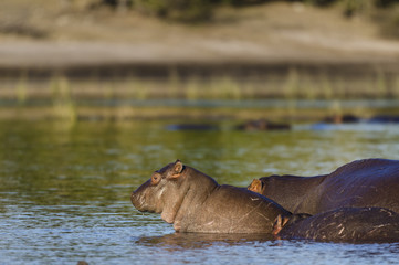 Fototapeta na wymiar Common hippopotamus or hippo (Hippopotamus amphibius). Botswana