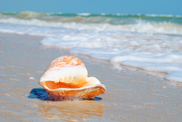 Fototapeta na wymiar Seashell in wet sand on the background of beach and sea. Travel vacation concept