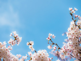 桜 花見
