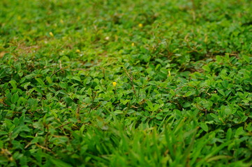A close-up of the green lawn