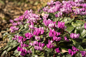 purple cyclamen flowers in the spring sun