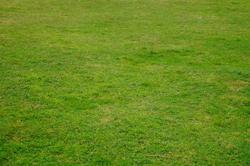 A close-up of the green lawn