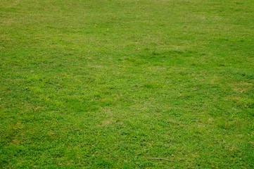 Foto auf Acrylglas Gras Eine Nahaufnahme des grünen Rasens