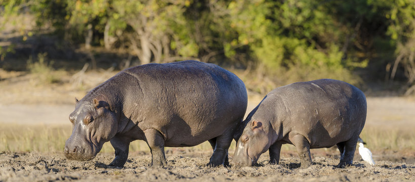 Common hippopotamus or hippo (Hippopotamus amphibius). Botswana