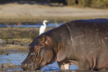 Fototapeta na wymiar Common hippopotamus or hippo (Hippopotamus amphibius). Botswana