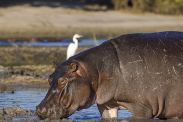 Common hippopotamus or hippo (Hippopotamus amphibius). Botswana