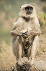 Langur monkey