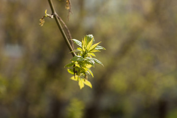 Blossoming maple leaves