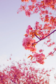 Cherry Blossom With Artistic Pink Filter.