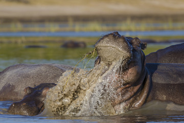 Common hippopotamus or hippo (Hippopotamus amphibius). Botswana