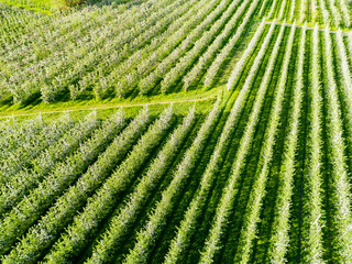 Valtellina (IT) - Tipico meleto in fioritura primaverile - Vista aerea