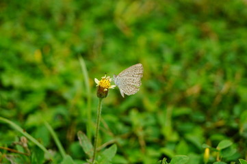 A little butterfly on the flowers