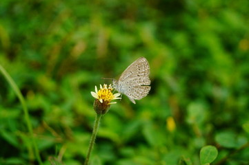A little butterfly on the flowers