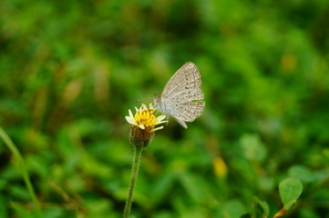 Fototapeta na wymiar A little butterfly on the flowers