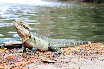 Eastern Water Dragon, Physignathus lesueurii (Agamidae). Brisbane, Queensland Australia